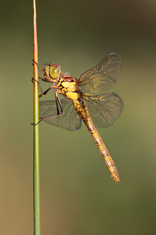 Common Darter female 1